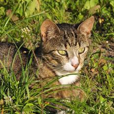 Blanding af racer Toast