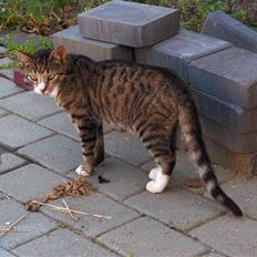 Blanding af racer Toast