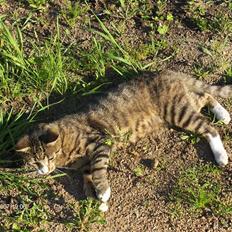 Blanding af racer Toast