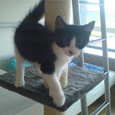 Blanding af racer Aladdin