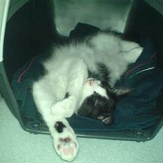 Blanding af racer Aladdin