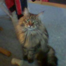 Maine Coon Maxi R.I.P.