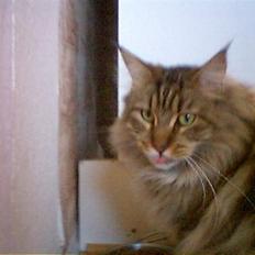 Maine Coon Maxi R.I.P.