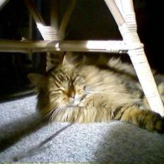 Maine Coon Maxi R.I.P.
