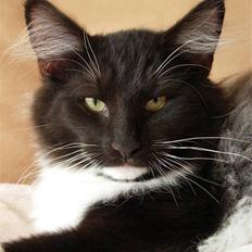 Norsk Skovkat Camissen's Sakarias