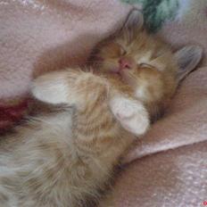 Huskat Garfield  "Savnet"