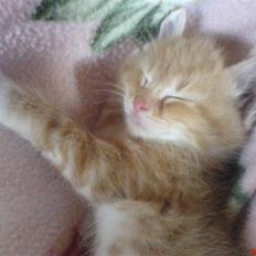 Huskat Garfield  "Savnet"