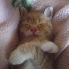 Huskat Garfield  "Savnet"