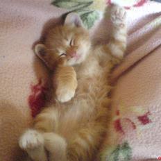 Huskat Max <3 Savnet 4-ever<3