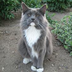 Blanding af racer  NFO/MCO Mega ( Mikkel )