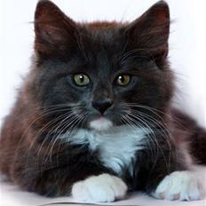 Blanding af racer  NFO/MCO Mega ( Mikkel )