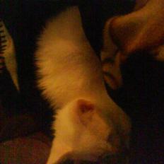 Blanding af racer Malik