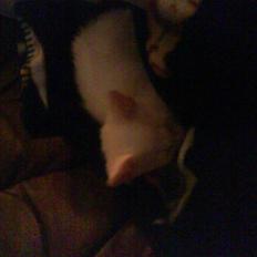 Blanding af racer Malik