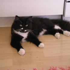 Blanding af racer Soffi