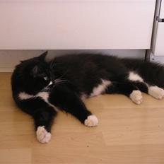 Blanding af racer Soffi