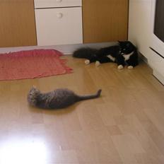 Blanding af racer Soffi