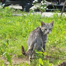 Blanding af racer Pizza