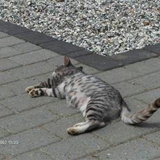 Blanding af racer Pizza