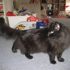 Maine Coon Bagheera
