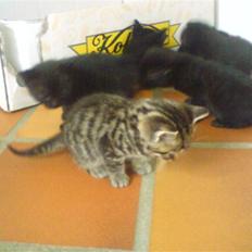 Blanding af racer Killinger