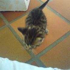 Blanding af racer Killinger