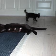 Blanding af racer Killinger