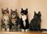 Huskat sorte per - Familie foto....."NÅRR er vi ikke søde."