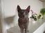 Russian Blue Lucky Luke