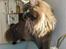 Maine Coon Chilli