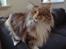 Maine Coon Cuba R.I.P 2008 - Smukke Cuba