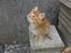 Maine Coon Victor - Victor som killing.