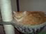 Maine Coon Victor - Her er victor´s ynglingsplads....