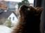 Maine Coon | Jaffe - Søde Jaffe 