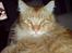 Maine Coon Victor