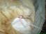 Maine Coon Victor - Jamen kan man da ikke få lidt ro...