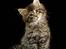 Maine Coon Vitha's kuld - 19 Dage gammel