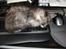 Maine Coon Taz (død)