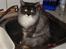Maine Coon Taz (død)