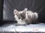 Maine Coon Taz (død)
