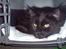 Maine Coon Chilli - Her ligger hun på en af sine favorit pladser.... Transportkassen...