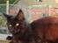 Maine Coon Chilli - Chilli som killing...