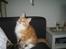 Maine Coon Ferdinand