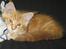 Maine Coon Ferdinand