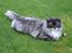 Maine Coon Taz (død)