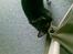 Huskat freja r.i.p. 29/8 08 - hey se mig lige