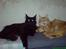 Maine Coon Chilli
