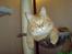 Maine Coon Victor