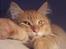 Maine Coon Victor - Er det godt nok det her...
