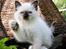 Hellig Birma Chicabee's Calypso  - Chicabee´s Calypso 8 uger gammel