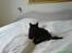 Maine Coon Chilli